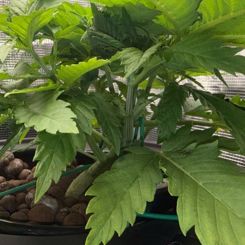 White Trash Widow growlog timeline photo