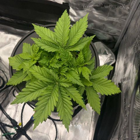 White Trash Widow growlog timeline photo