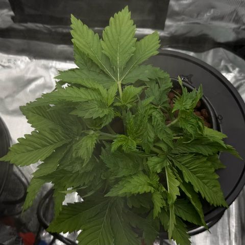 White Trash Widow growlog timeline photo