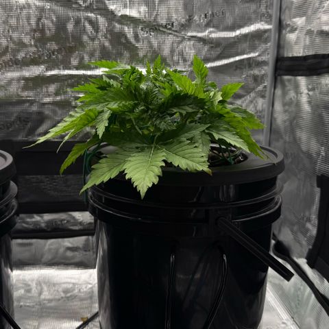 White Trash Widow growlog timeline photo