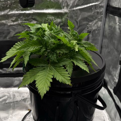 White Trash Widow growlog timeline photo