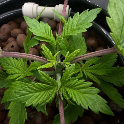 Big Blue growlog timeline photo