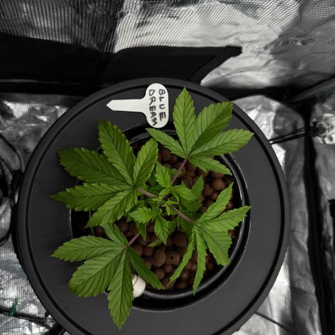 Big Blue growlog timeline photo