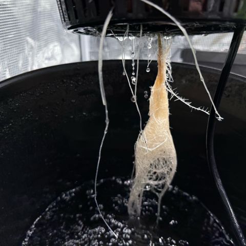 Big Blue growlog timeline photo