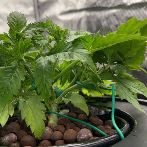 White Trash Widow growlog timeline photo