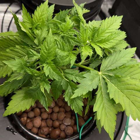 White Trash Widow growlog timeline photo