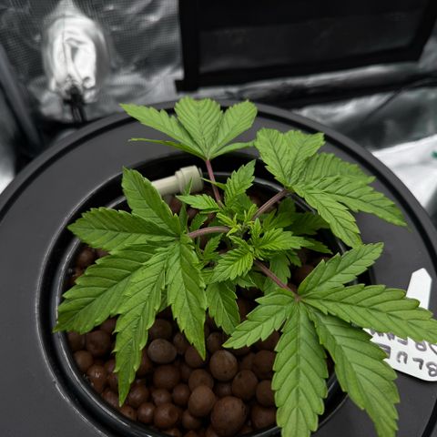 Big Blue growlog timeline photo