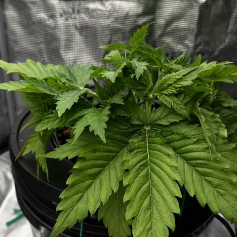 White Trash Widow growlog timeline photo