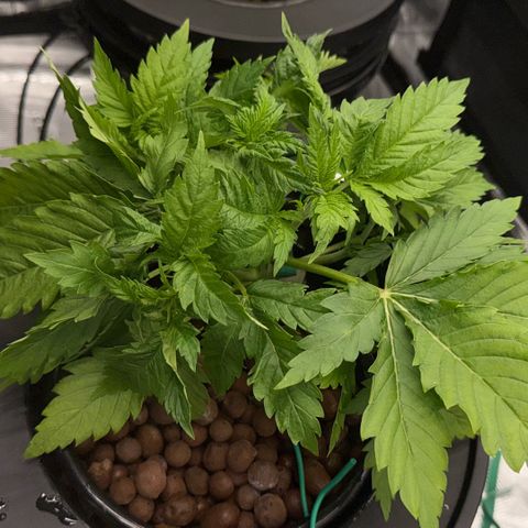 White Trash Widow growlog timeline photo