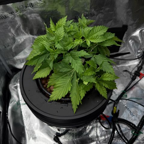 White Trash Widow growlog timeline photo