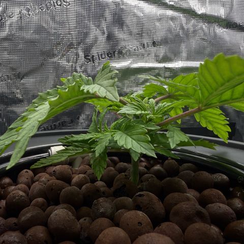 Big Blue growlog timeline photo