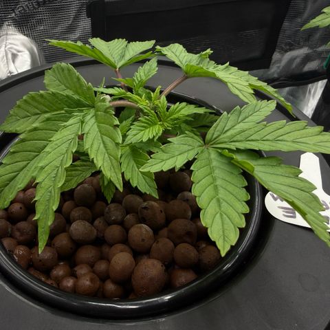 Big Blue growlog timeline photo