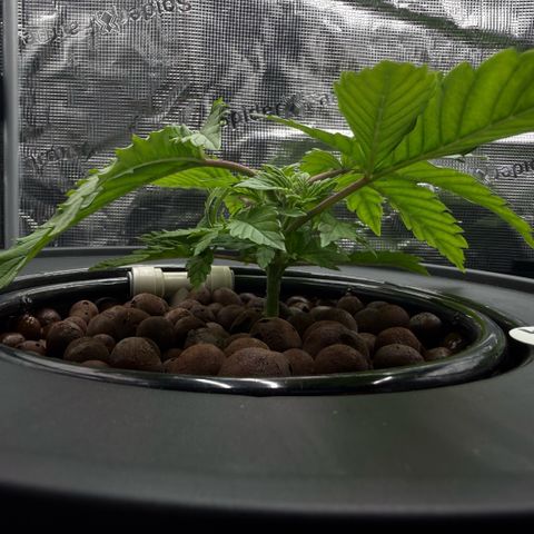 Big Blue growlog timeline photo