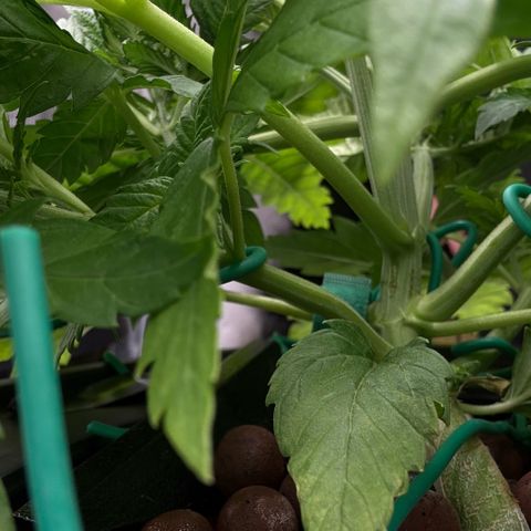 White Trash Widow growlog timeline photo