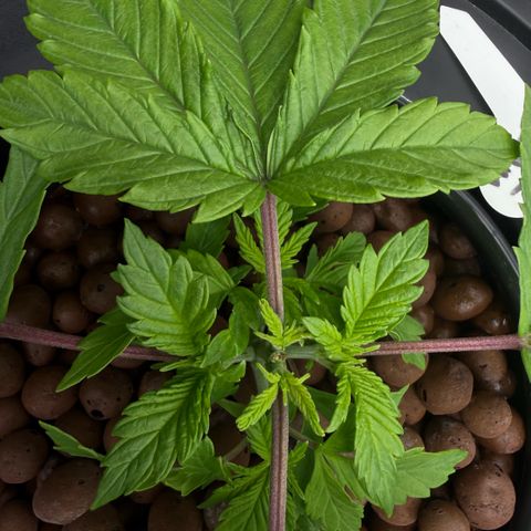 Big Blue growlog timeline photo