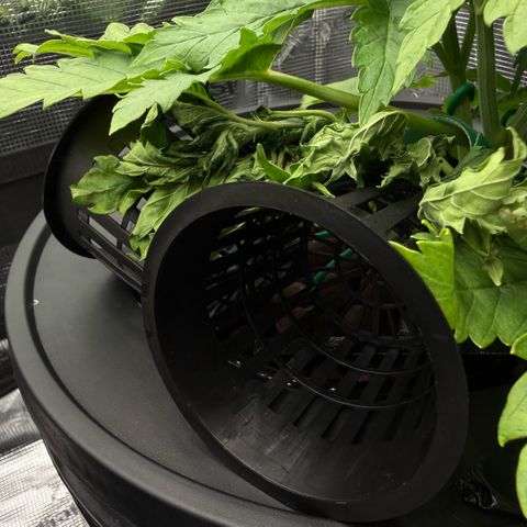 White Trash Widow growlog timeline photo