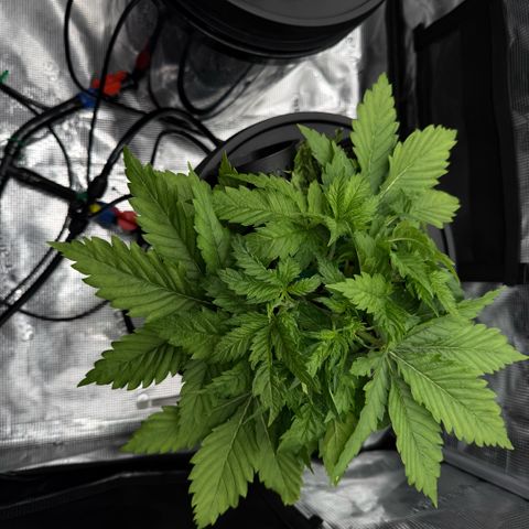 White Trash Widow growlog timeline photo