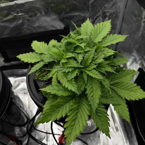 White Trash Widow growlog timeline photo