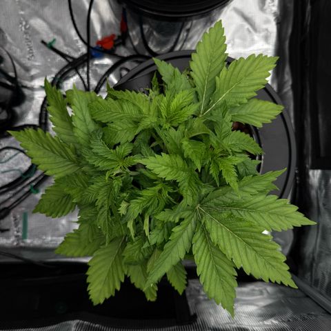 White Trash Widow growlog timeline photo