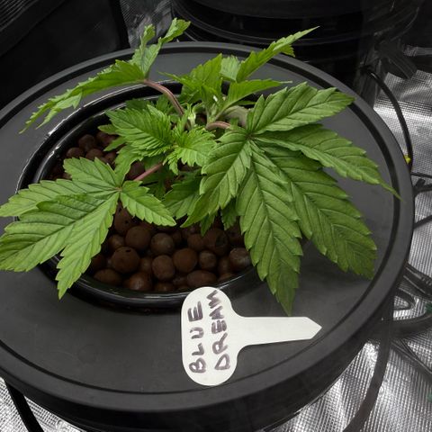 Big Blue growlog timeline photo