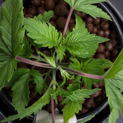 Big Blue growlog timeline photo