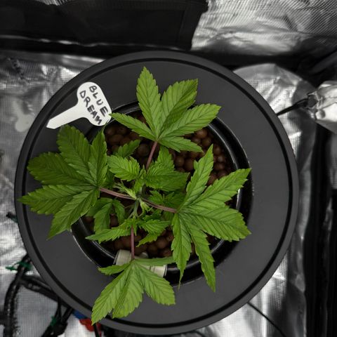 Big Blue growlog timeline photo
