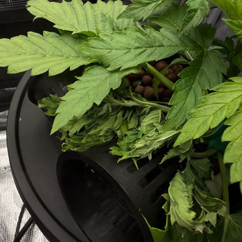 White Trash Widow growlog timeline photo