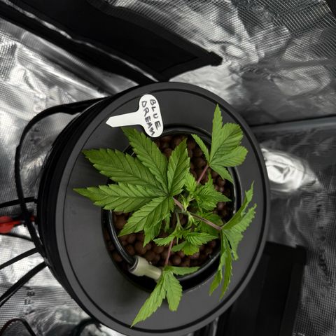 Big Blue growlog timeline photo