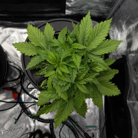 White Trash Widow growlog timeline photo