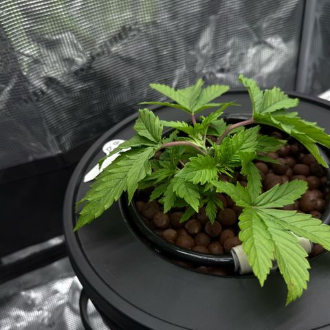 Big Blue growlog timeline photo