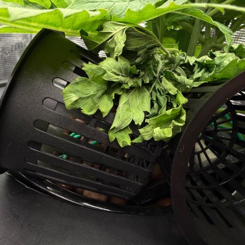 White Trash Widow growlog timeline photo