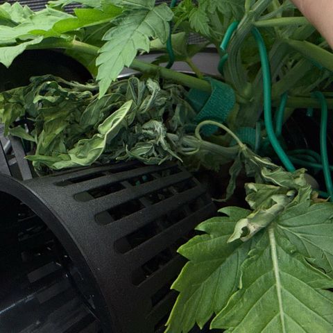 White Trash Widow growlog timeline photo