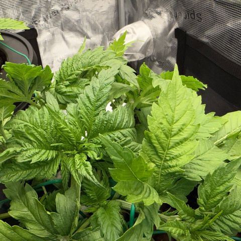 White Trash Widow growlog timeline photo