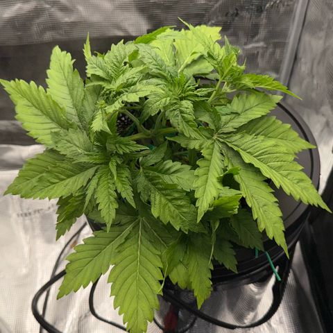 White Trash Widow growlog timeline photo