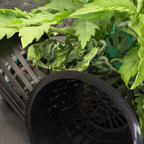 White Trash Widow growlog timeline photo