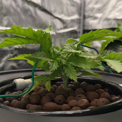 Big Blue growlog timeline photo