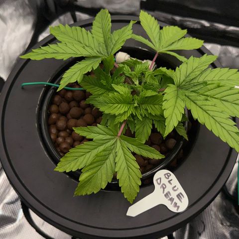 Big Blue growlog timeline photo