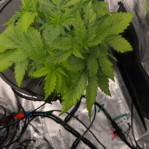 White Trash Widow growlog timeline photo