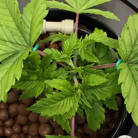 Big Blue growlog timeline photo