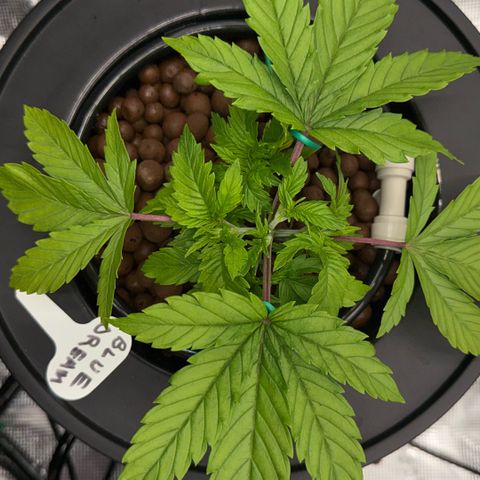 Big Blue growlog timeline photo