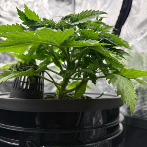 White Trash Widow growlog timeline photo