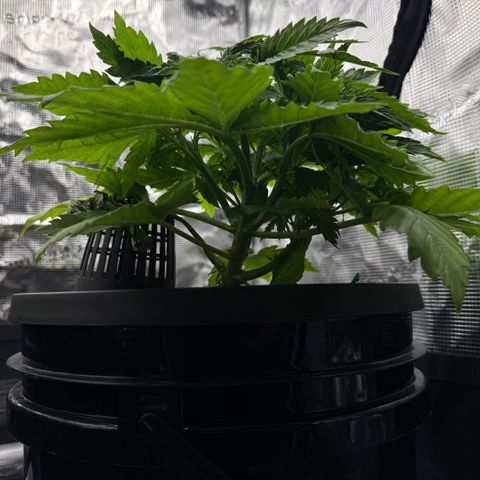 White Trash Widow growlog timeline photo