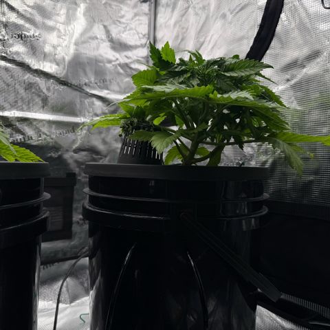 White Trash Widow growlog timeline photo