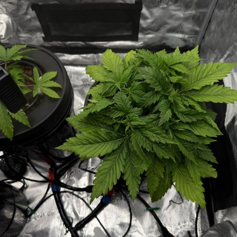 White Trash Widow growlog timeline photo