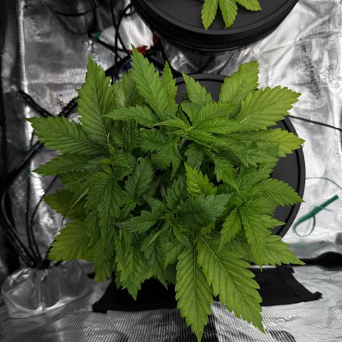 White Trash Widow growlog timeline photo