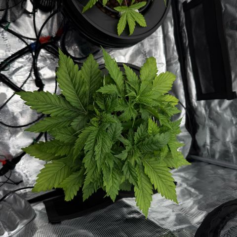 White Trash Widow growlog timeline photo