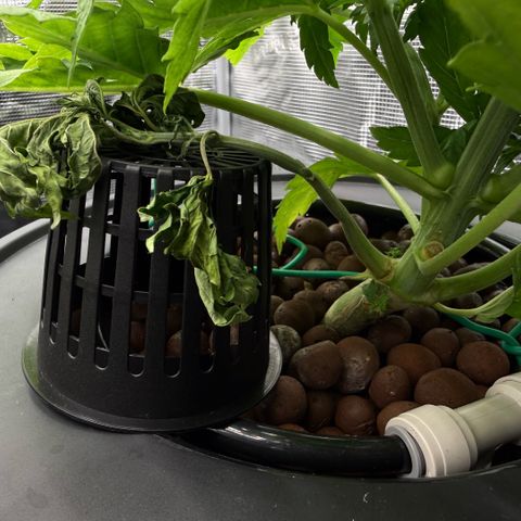 White Trash Widow growlog timeline photo