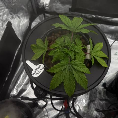 Big Blue growlog timeline photo
