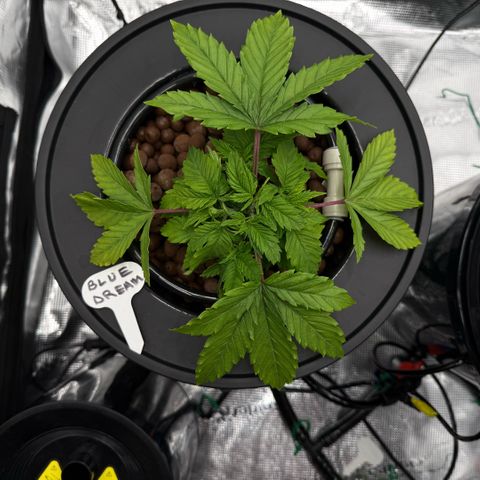 Big Blue growlog timeline photo
