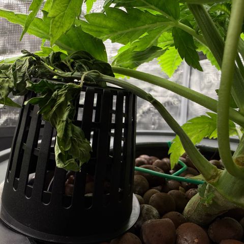 White Trash Widow growlog timeline photo